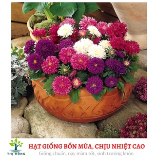 Hạt giống hoa cúc các loại (trồng quanh năm, dễ chăm sóc)