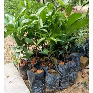 CÂY GIỐNG THỊ THƠM LÙN