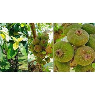 Cây Giống Vả Mật (Giống Cây Siêu Tốt Chuẩn F1)