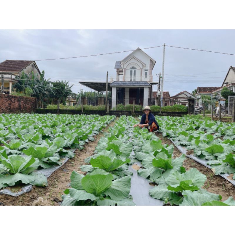 PHÂN BÓN HỮU CƠ TOPON