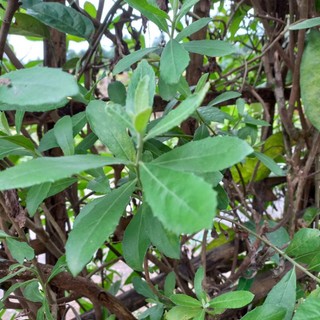 2Kg lá cây cúc tần (từ bi) tươi
