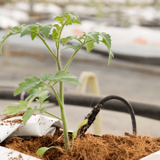 Bánh xơ dừa  Đường kính 14 cmxDày 5 cmxTrọng lượng 400 gram - Green City