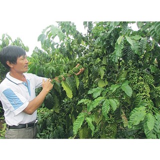 CÂY CÀ PHÊ GHÉP (Giống Cây Siêu Tốt Chuẩn F1)