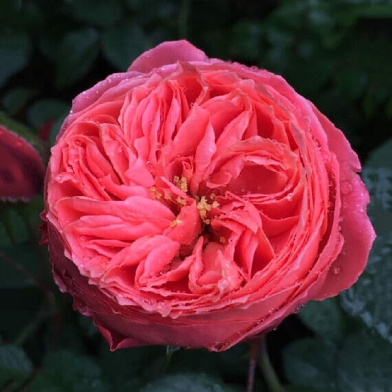 Hoa hồng flamingo rose - hoa màu cam hồng