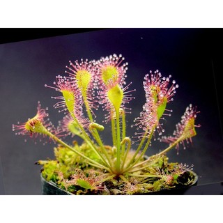 Cây gọng vó Drosera Eloisiana