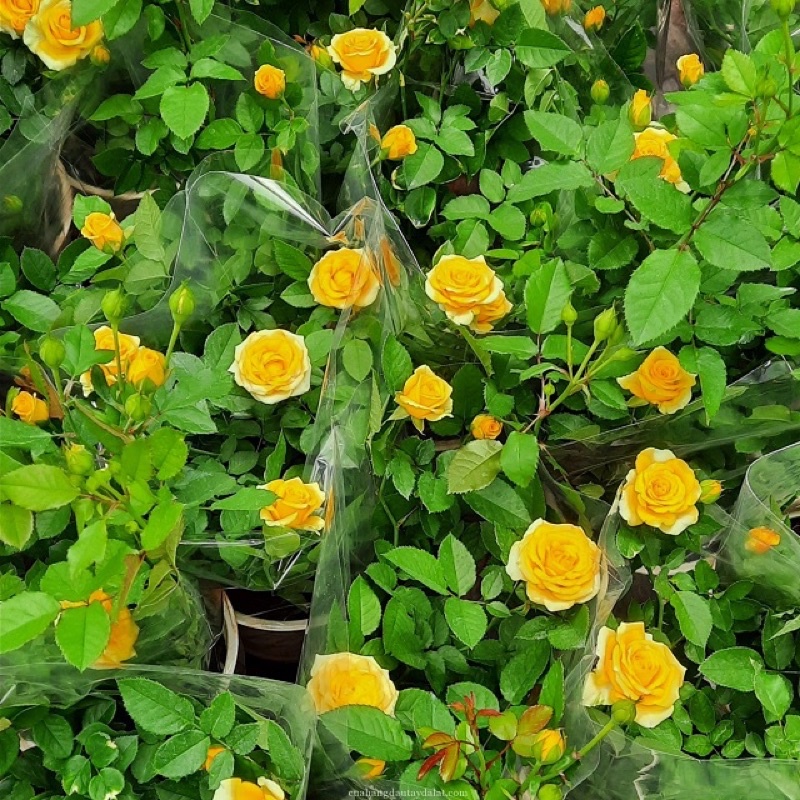 Cây Hồng tỉ muội vàng