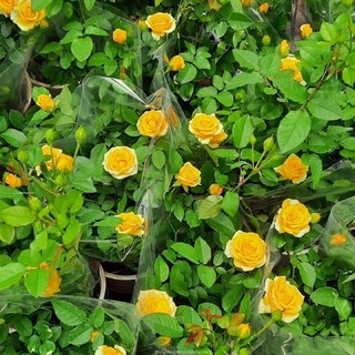 Cây Hồng tỉ muội vàng