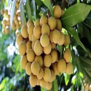 Cây giống nhãn không hạt Thái Lan (giống cây chất lượng)