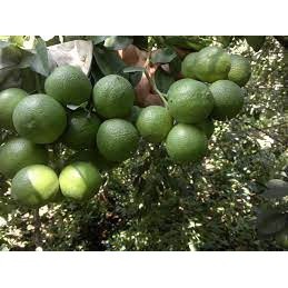 Cây giống chanh bông tím