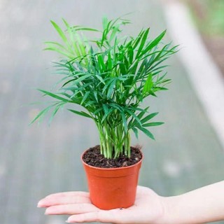  Chậu nhựa cau tiểu trâm mini 8-10 cây chậu làm tiểu cảnh terrarium bán cạn chậu cây để bàn tiểu cảnh sen đá 