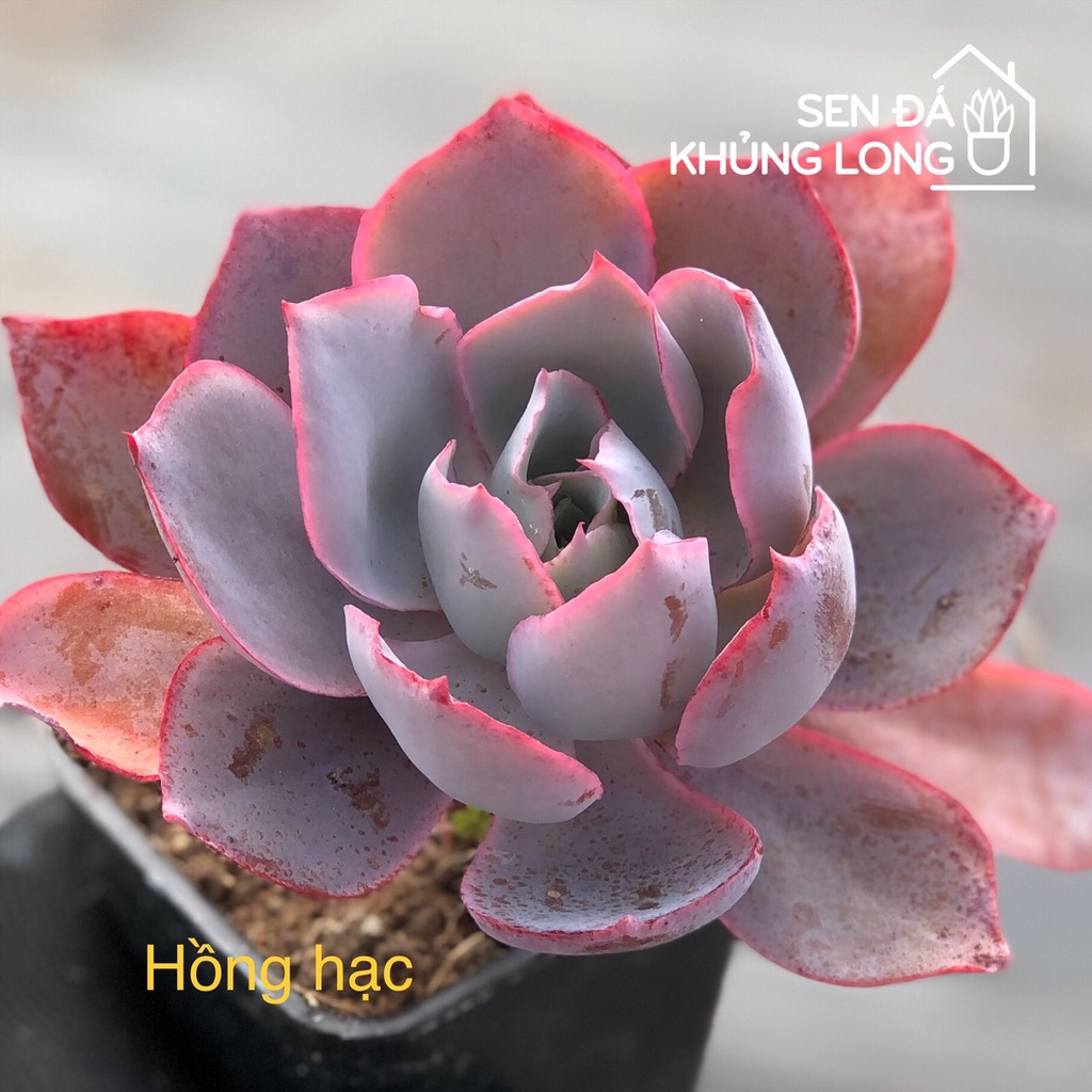 sen đá Hồng Hạc (7) - echeveria afterglow