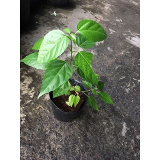 Chậu nhựa mềm giống lá cách / vọng cách