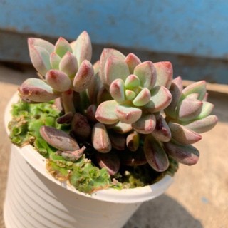 SEN ĐÁ RUBY TÍM 🌵FREESHIP 🔥 ĐÃ THUẦN XỨ NÓNG 🌟SIU CUTE CHUẨN SIZE BẦU 🌟