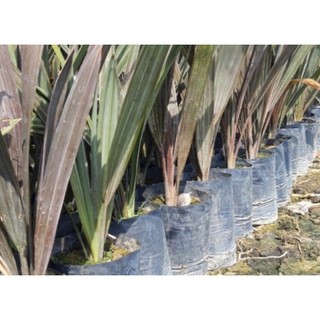 CÂY GIỐNG KÈ BẠC (CỌ BẠC)