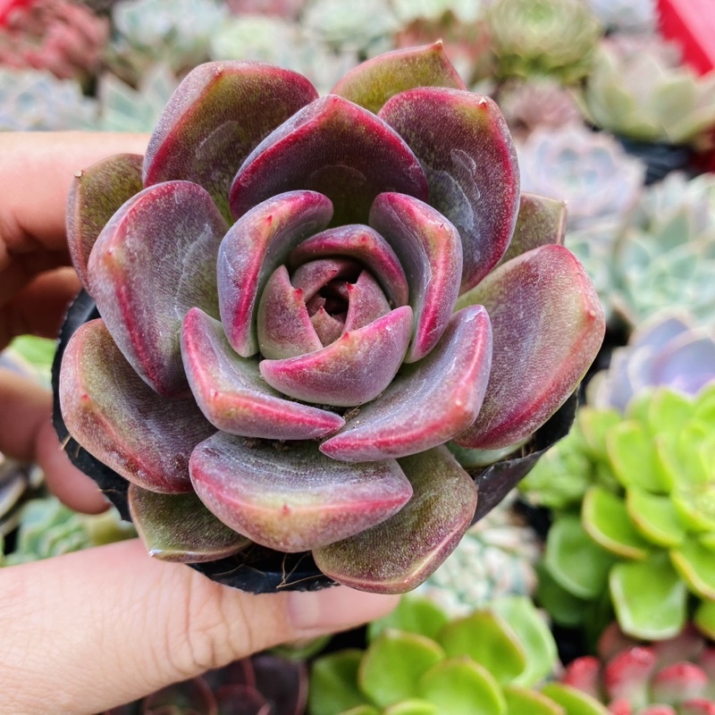 SEN ĐÁ BLACK QUEEN