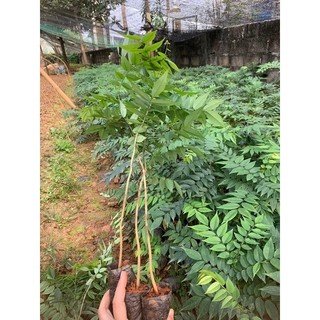 Cây giống sưa đỏ hiệu quả kinh tế cao có bán sỉ