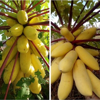 Cây giống đu đủ vàng