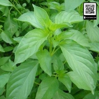 #Hạt_Giống_Lá_É (tặng kích mầm)
