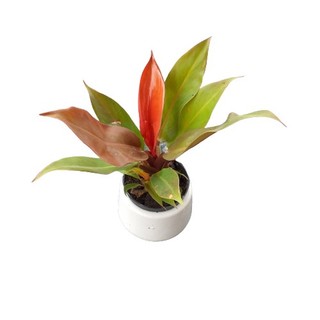 Cây Trầu Bà Đế Vương đỏ mini để bàn