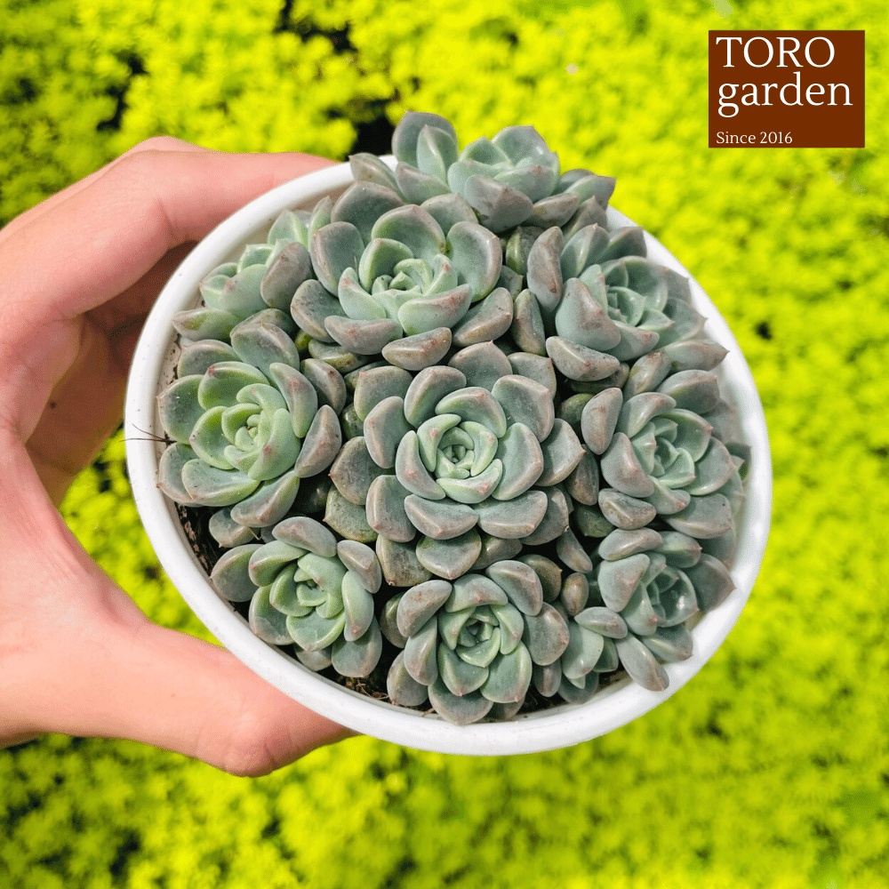 Sen đá diệp hà Đà Lạt size trung bình cây cảnh trang trí nhà cửa Toro garden