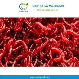 Trùng huyết đông lạnh | Thức ăn dinh dưỡng cho cá cảnh