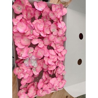 hoa tú cầu chùn nhỏ 12 hoa