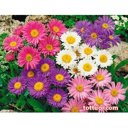 #Hạt_giống_thạch_thảo (tặng kèm kích mầm + phân bón )