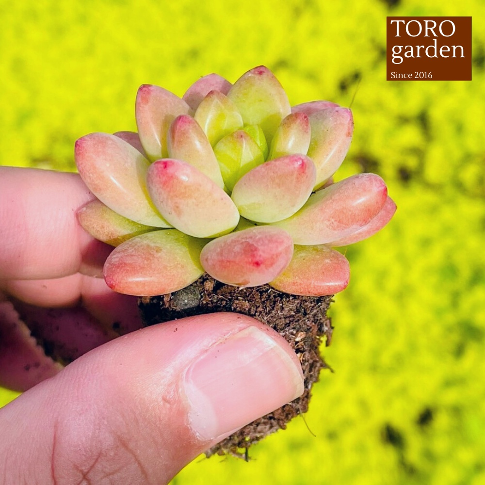 Sen đá sỏi thiên thanh Đà Lạt size mini cây cảnh trang trí nhà cửa Toro garden