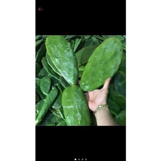 1 lá xương rồng tai thỏ