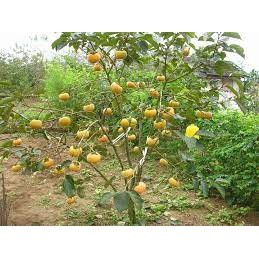 Cây giống hồng giòn nhật bản