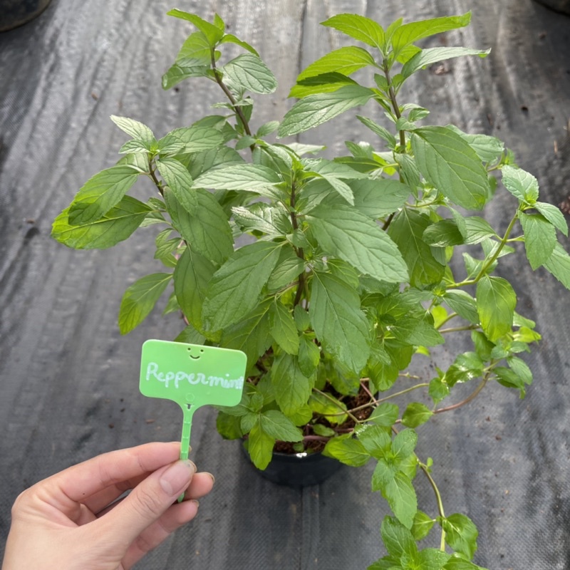 Thảo mộc: Chậu  cây bạc hà tiêu Peppermint