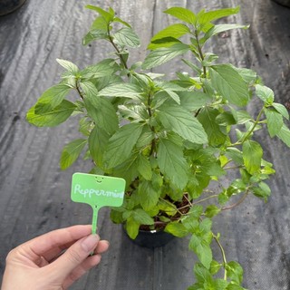 Thảo mộc: Chậu cây bạc hà tiêu Peppermint