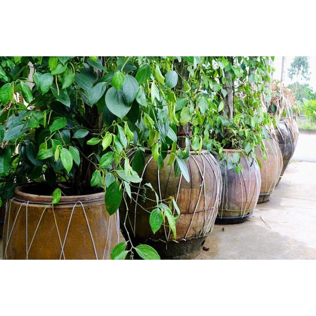 Cobom 5 cây giống Tiêu Vĩnh Linh