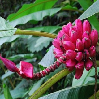 Cây chuối đỏ dacca - loại cây siêu năng suất