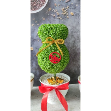 Cây may mắn trái tim cây thật