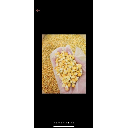 Bắp Mỹ Sấy Lạnh 0,5kg