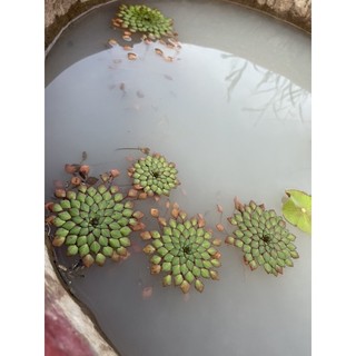 Cây Ấu Thái combo