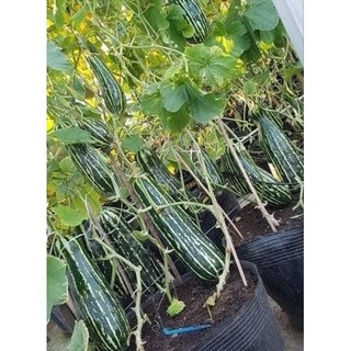 Hạt giống dưa lê chuối đốm 80-100h
