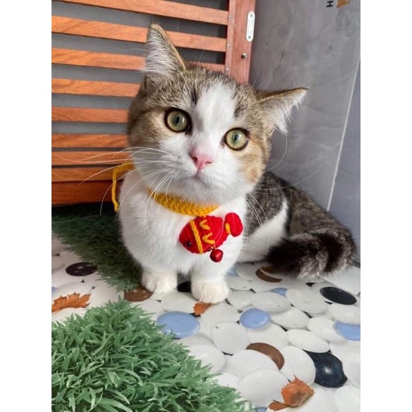 Vòng cổ cá len handmade có chuông cho chó mèo thú cưng