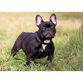 Pate cho chó (2 loại) Orgo &amp; Smartheart dạng lon 400gr