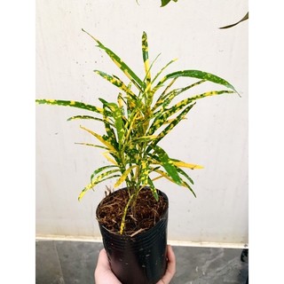 Chậu nhựa mềm vàng bạc lá nhuyễn