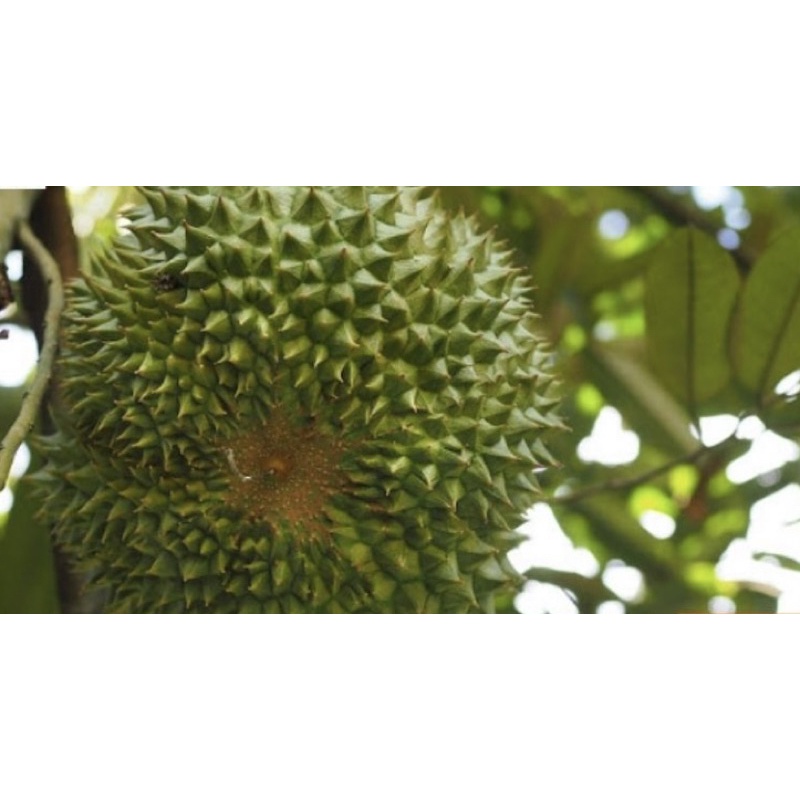 🌳 Cây Giống Sầu Riêng Musang King chuẩn giống từ Vườn Cái Mơn/ Bến tre