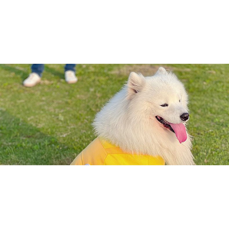 Áo Thun Xuân Thu Cho Cún Cưng Samoyed Gold Retriever Labra Polygonal Shiba Inu Cỡ Vừa Và Lớn