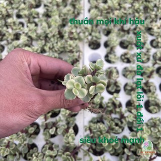 Sen đá đô la, cây cảnh mini dc garden 3- 4.5cm