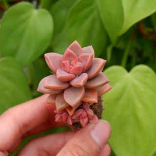 SEN ĐÁ NÂU MINI SIZE 3-4CM HƯ 1 ĐỔI 1