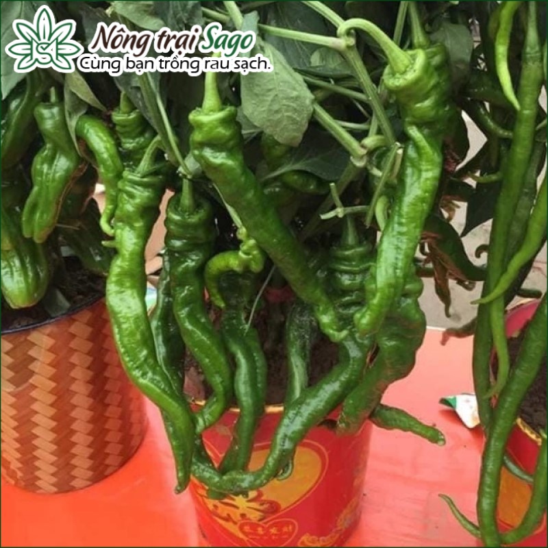 Hạt giống Ớt trồng quanh năm, nảy mầm tốt, dễ chăm sóc thương hiệu Rạng Đông - Nông Trại Sago