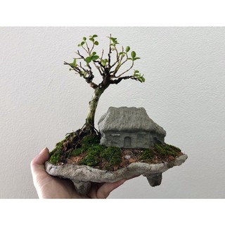 Chậu tiểu cảnh bonsai