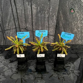 Tổng Hợp Cây Gọng Vó Của Hắc Tê Exotic Garden