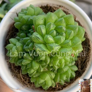 Sen Đá Ngọc Cánh Tròn 🥝🥝🥝 Size Bầu - Trung