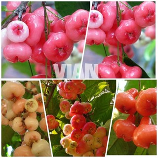Cây Giống Mận Hoàng Yến Trồng